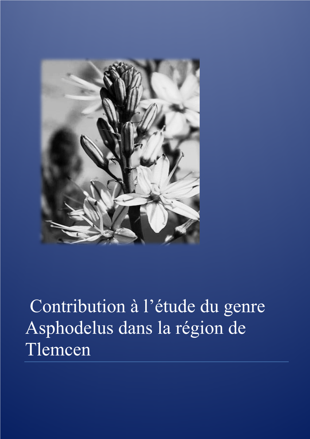 Contribution À L'étude Du Genre Asphodelus Dans La Région De Tlemcen