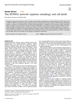 The STING1 Network Regulates Autophagy and Cell Death