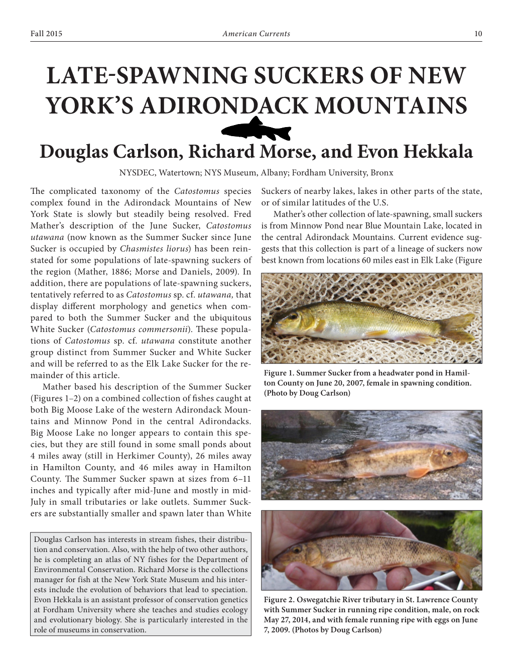 Late-Spawning Suckers of New York's Adirondack