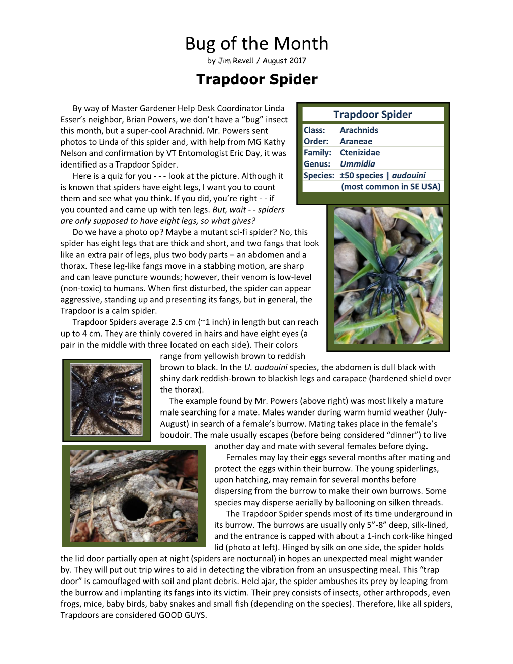 Trapdoor Spider