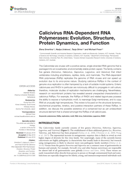 Calicivirus RNA-Dependent RNA Polymerases: Evolution, Structure, Protein Dynamics, and Function