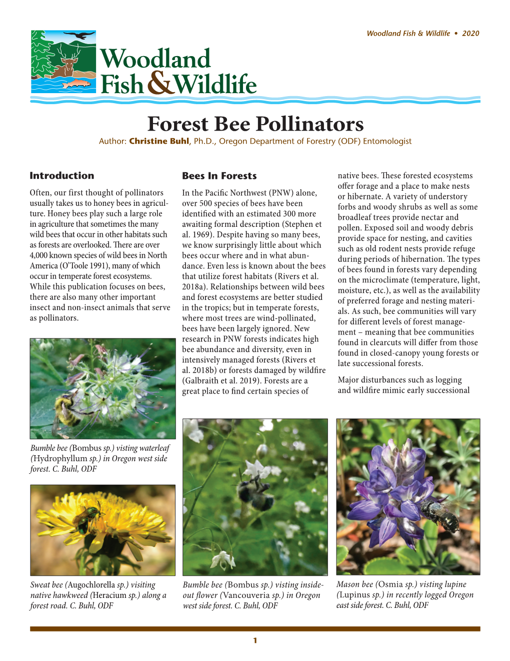 Forest Bee Pollinators Author: Christine Buhl, Ph.D., Oregon Department of Forestry (ODF) Entomologist