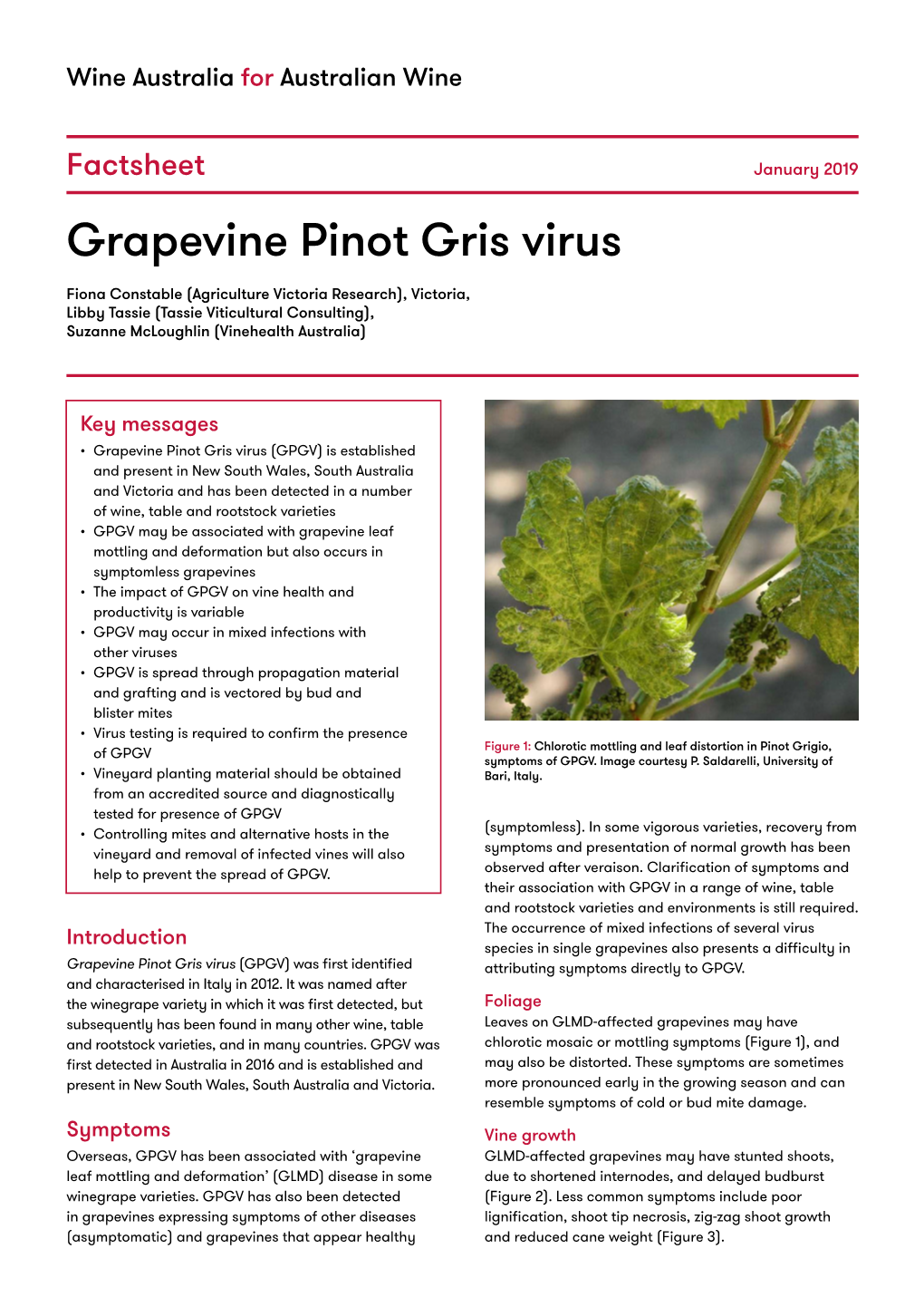 Grapevine Pinot Gris Virus