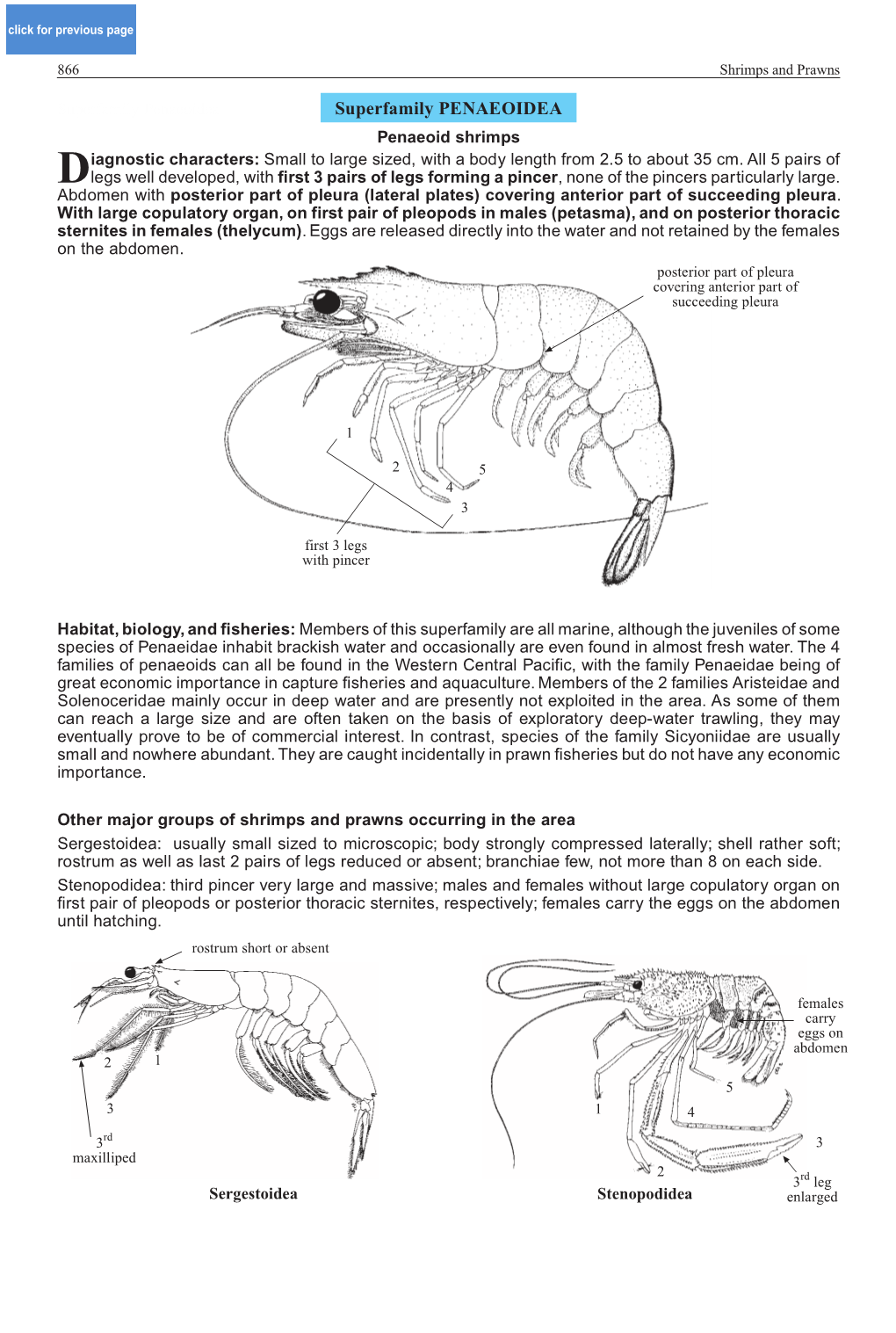 Superfamily Penaeoidea Superfamily PENAEOIDEA Penaeoid Shrimps Iagnostic Characters: Small to Large Sized, with a Body Length from 2.5 to About 35 Cm