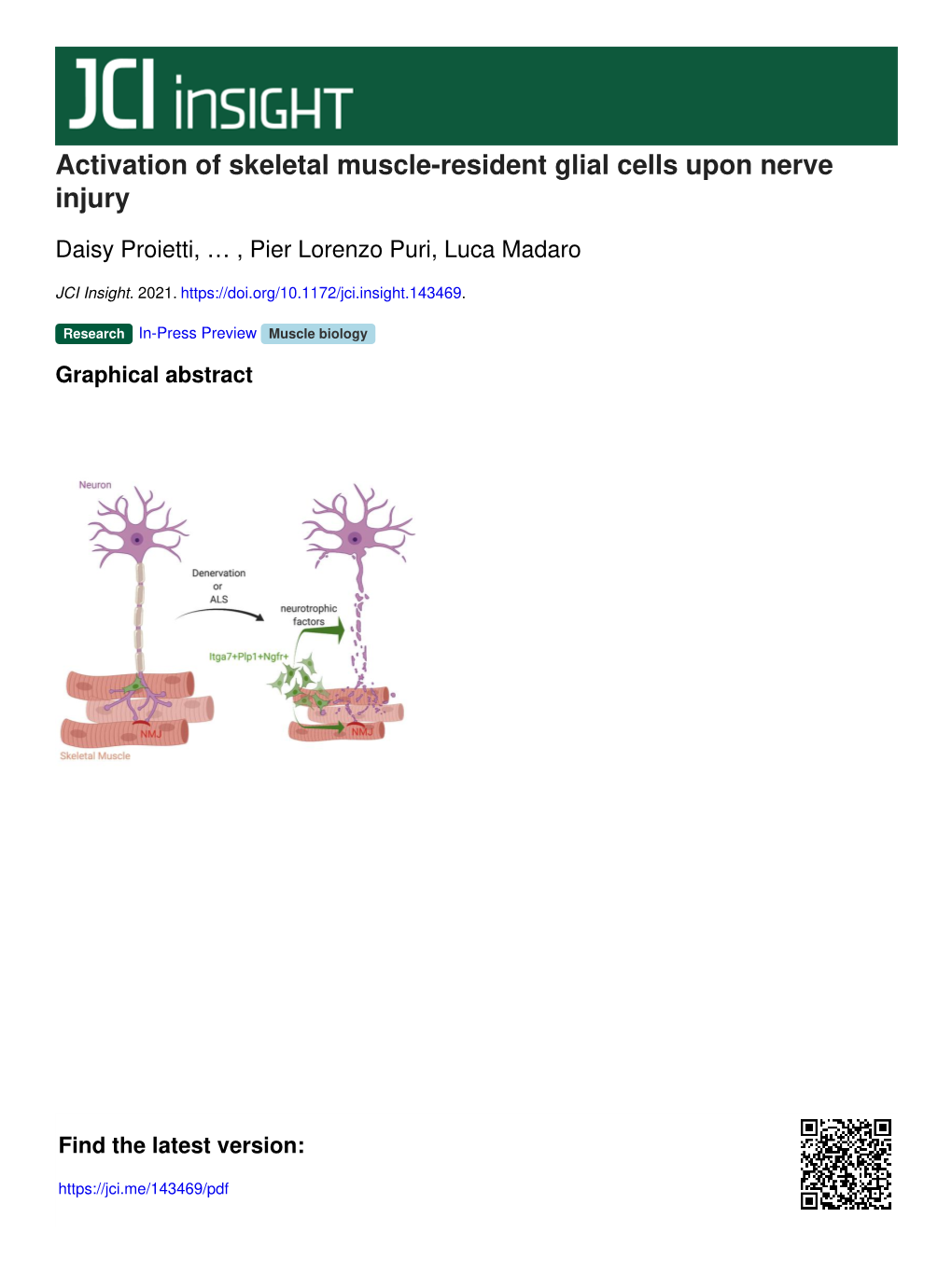 Activation of Skeletal Muscle-Resident Glial Cells Upon Nerve Injury