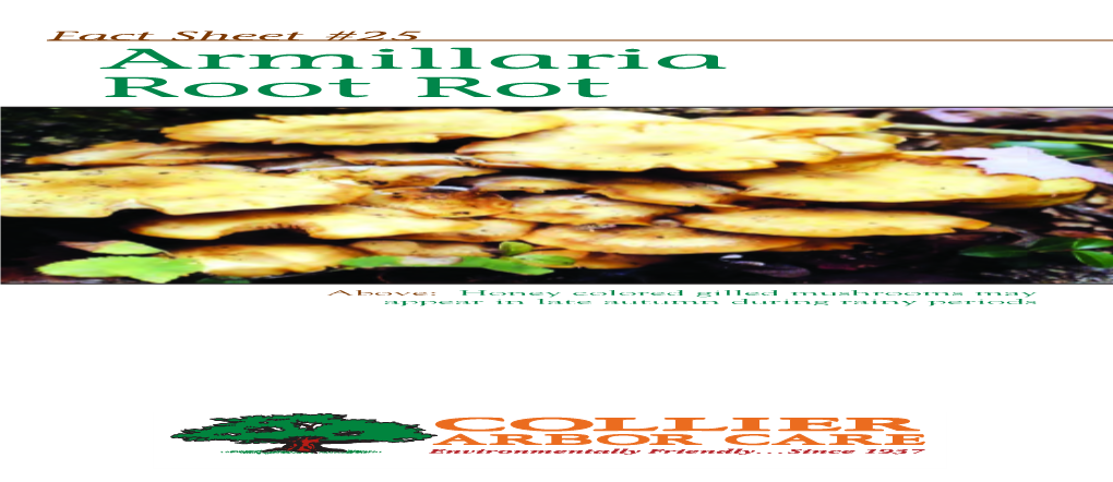 Armillaria Root Rot