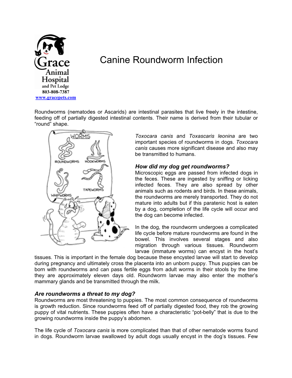 Canine Roundworm Infection