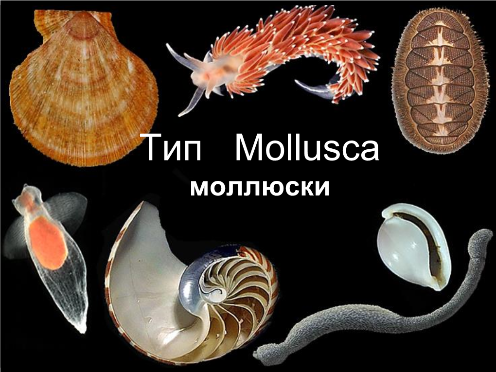 Тип Mollusca Моллюски Пресноводные Моллюски: Примеры Viviparus Sp