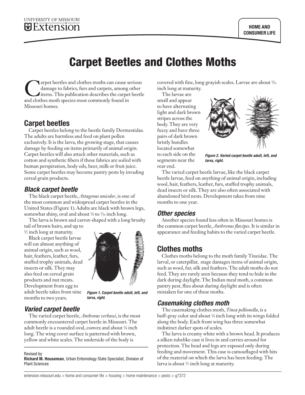 Carpet Beetles and Clothes Moths