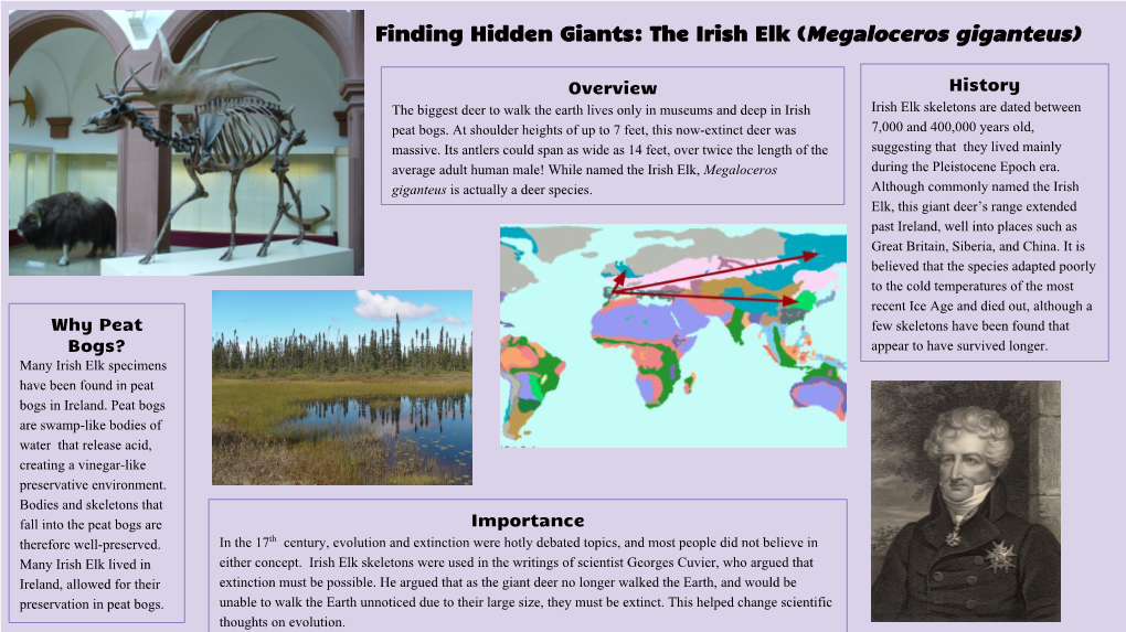 Finding Hidden Giants: the Irish Elk (Megaloceros Giganteus)