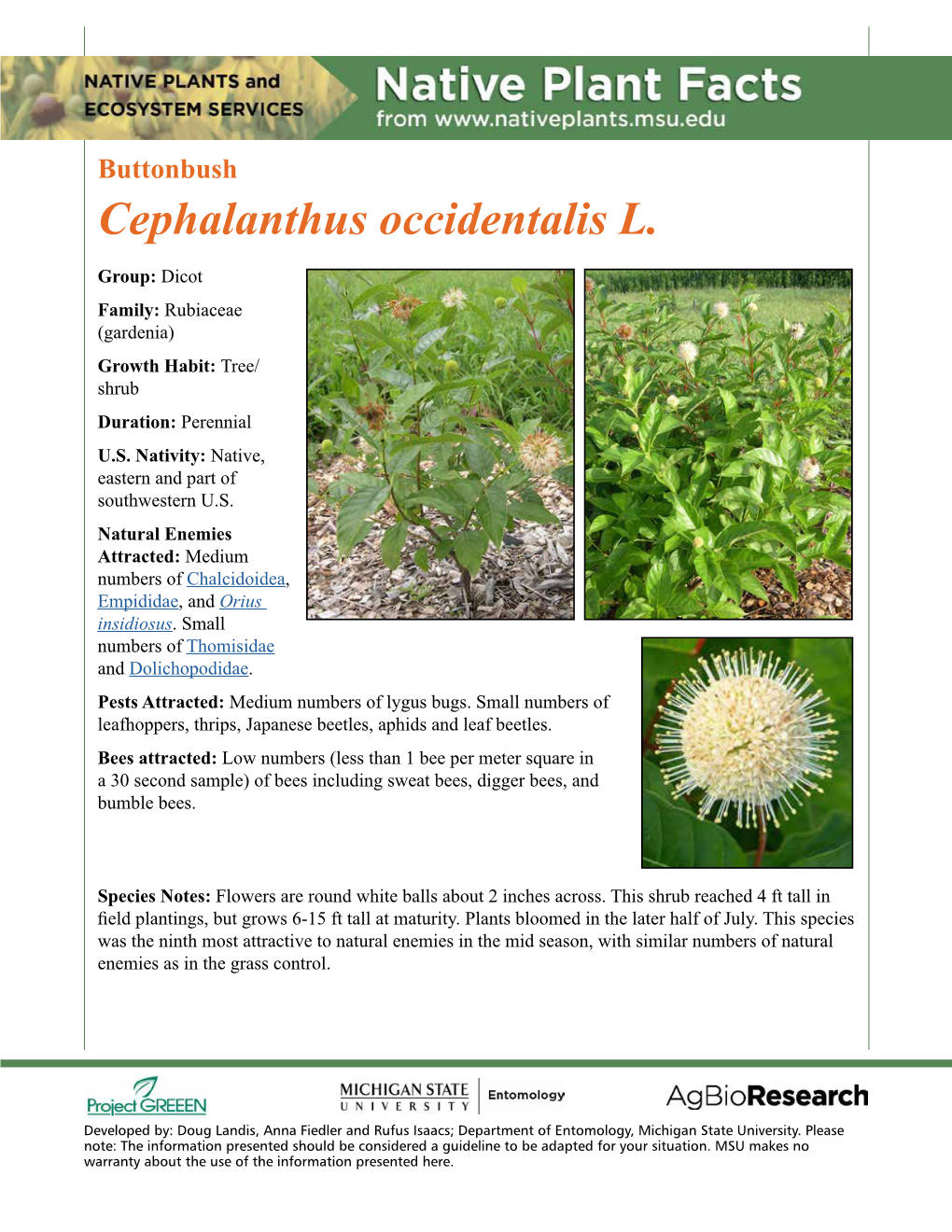 Buttonbush Cephalanthus Occidentalis L