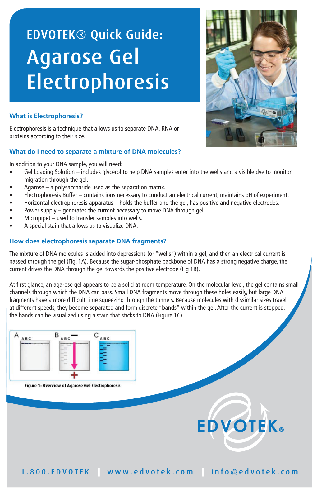 Agarose Gel Electrophoresis