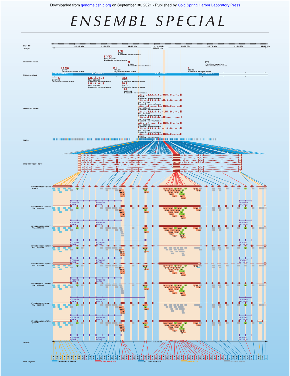 ENSEMBL SPECIAL Downloaded from Genome.Cshlp.Org on September 30, 2021 - Published by Cold Spring Harbor Laboratory Press