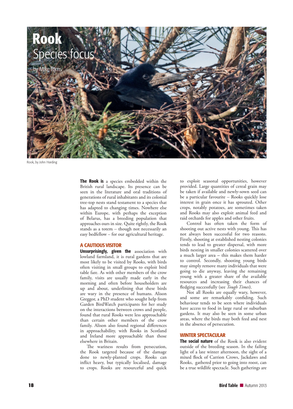 Bird-Table-75-Rook-Species-Focus.Pdf (Bto.Org)