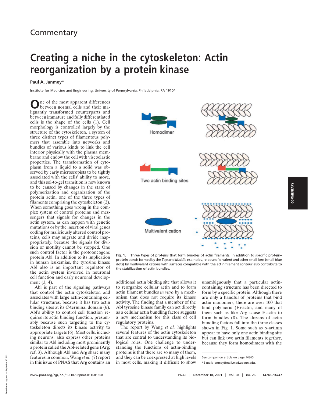 Actin Reorganization by a Protein Kinase