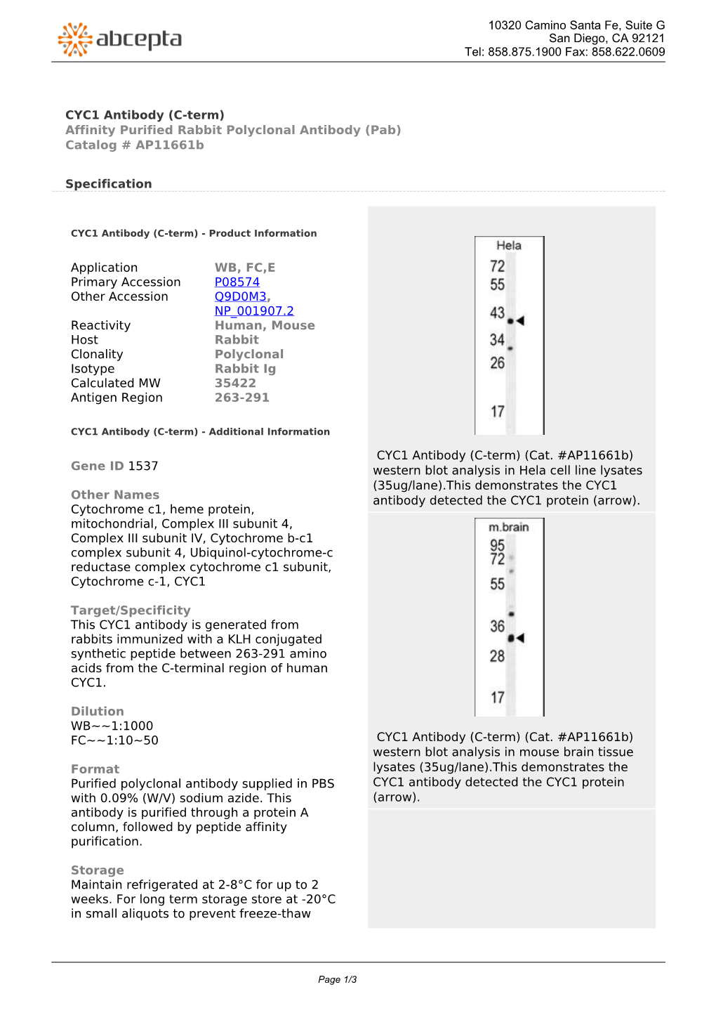 CYC1 Antibody (C-Term) Affinity Purified Rabbit Polyclonal Antibody (Pab) Catalog # Ap11661b