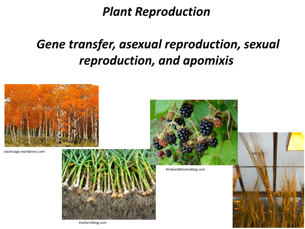 Asexual Reproduction, Sexual Reproduction, and Apomixis