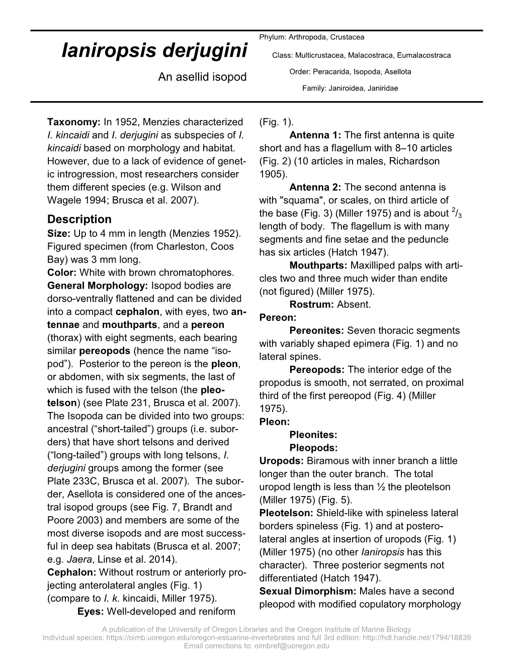 Ianiropsis Derjugini Class: Multicrustacea, Malacostraca, Eumalacostraca