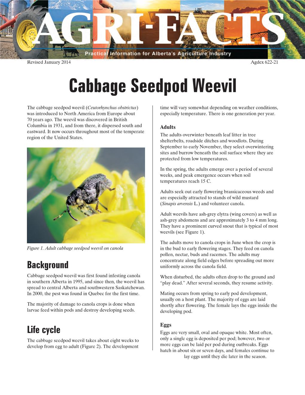 Cabbage Seedpod Weevil