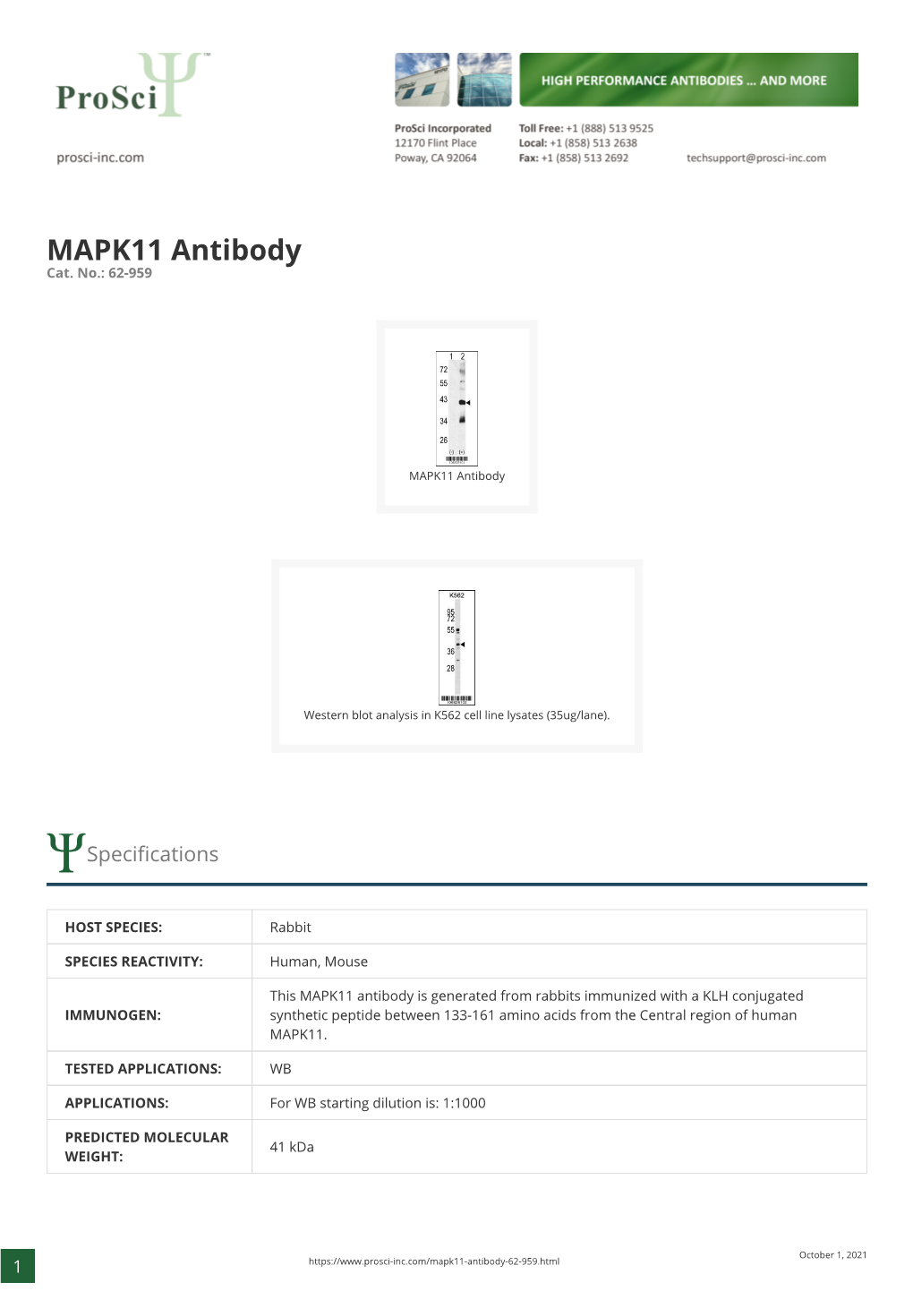 MAPK11 Antibody Cat