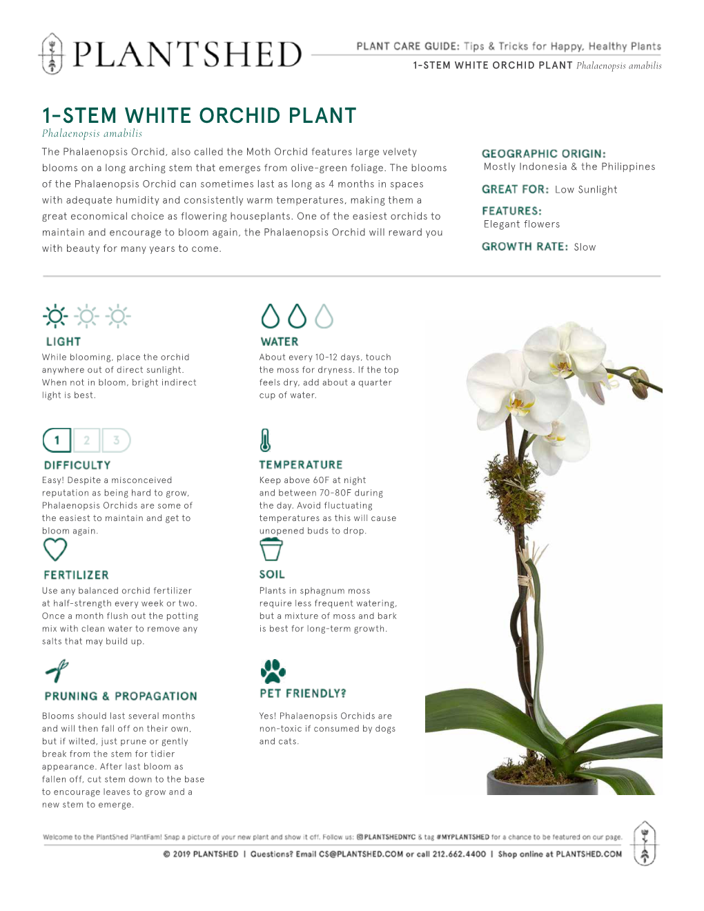 1-STEM WHITE ORCHID PLANT Phalaenopsis Amabilis