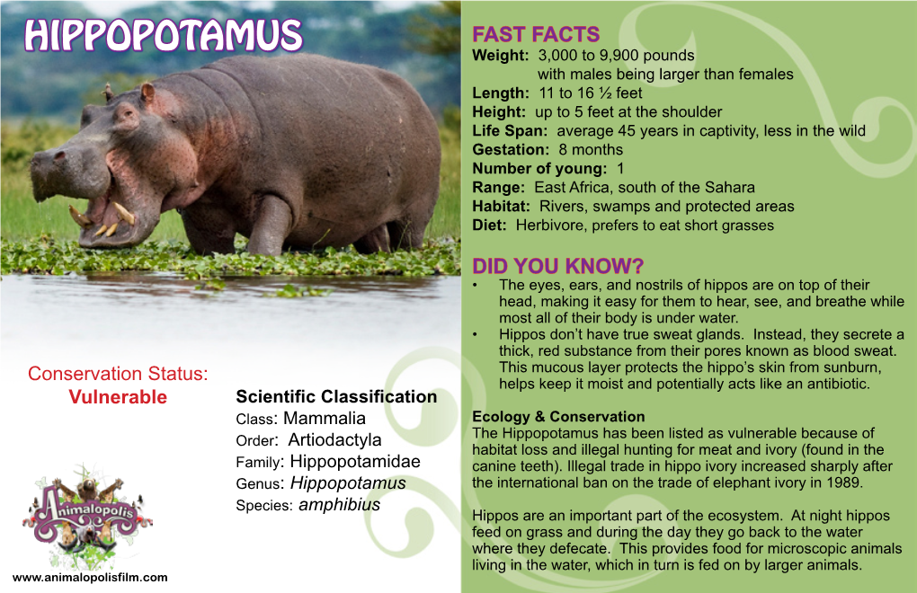 Hippopotamus