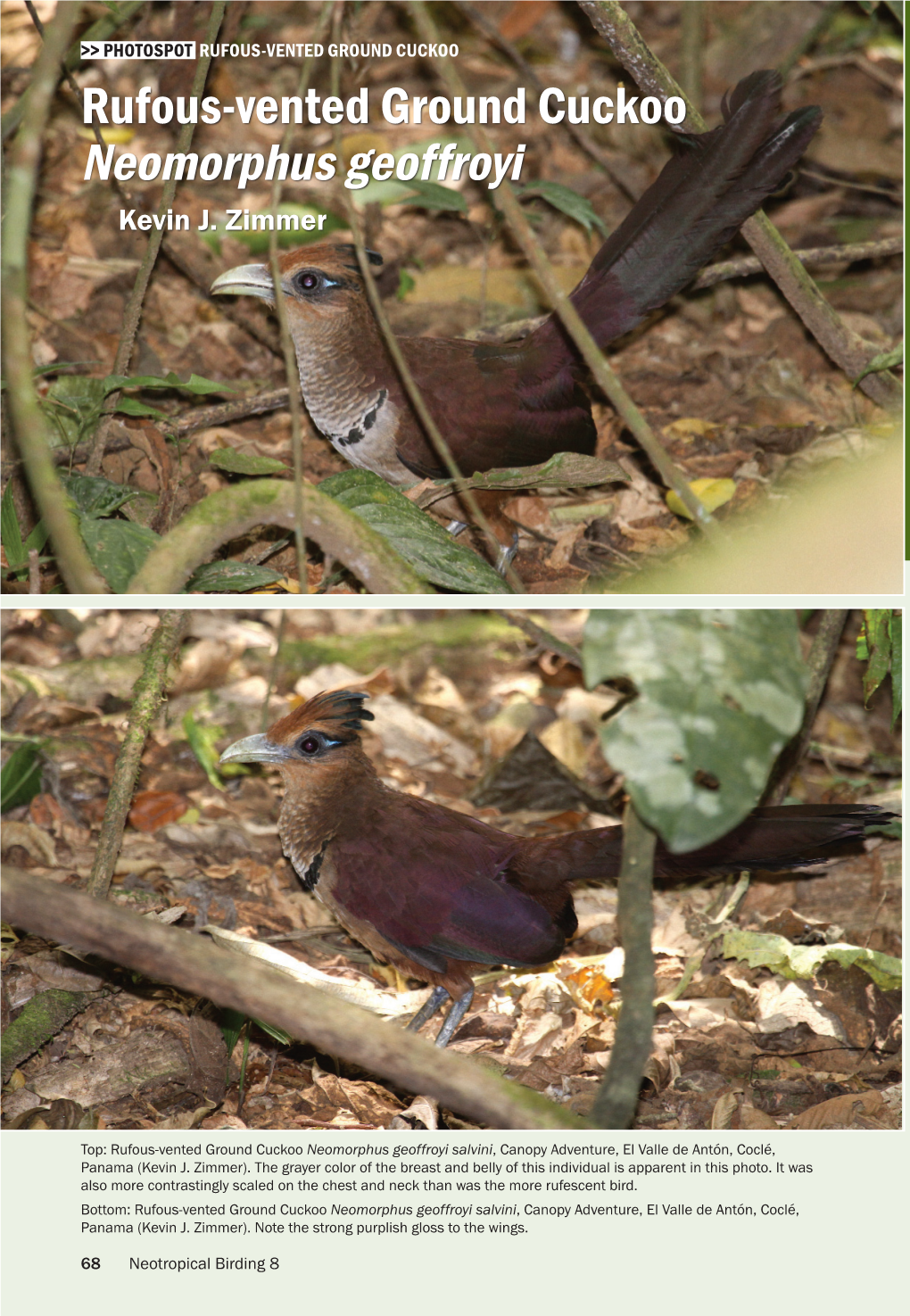 Rufous-Vented Ground Cuckoo Neomorphus Geoffroyi K Evin J