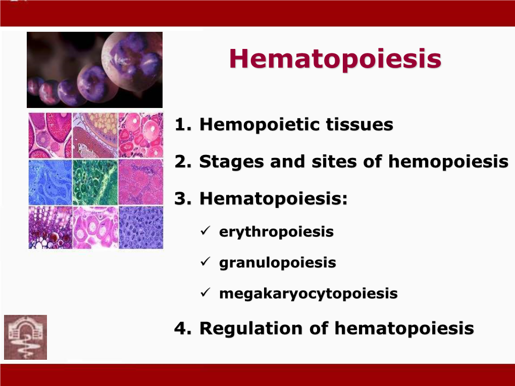 Hematopoiesis