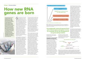 How New RNA Genes Are Born