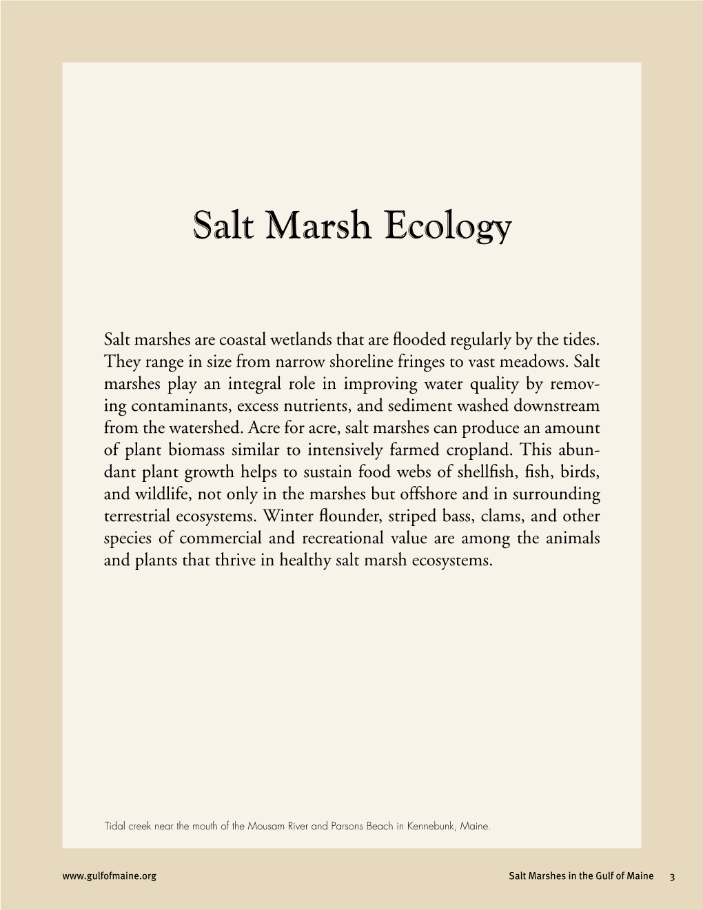 Salt Marsh Ecology