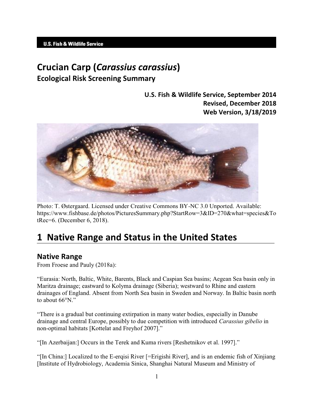 Crucian Carp (Carassius Carassius) ERSS