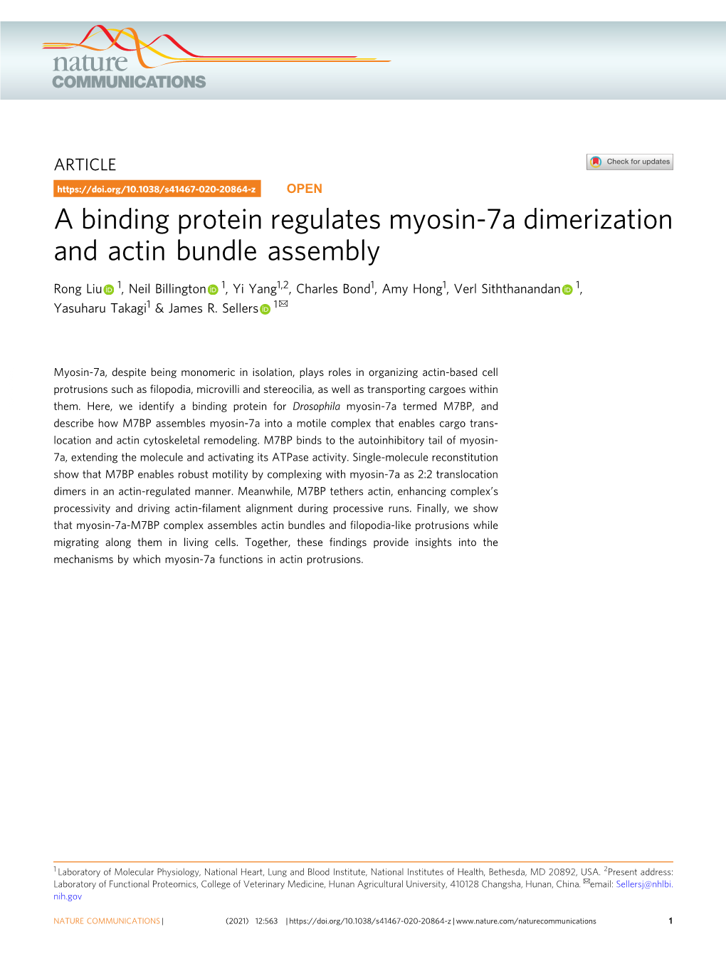 A Binding Protein Regulates Myosin-7A Dimerization and Actin Bundle Assembly