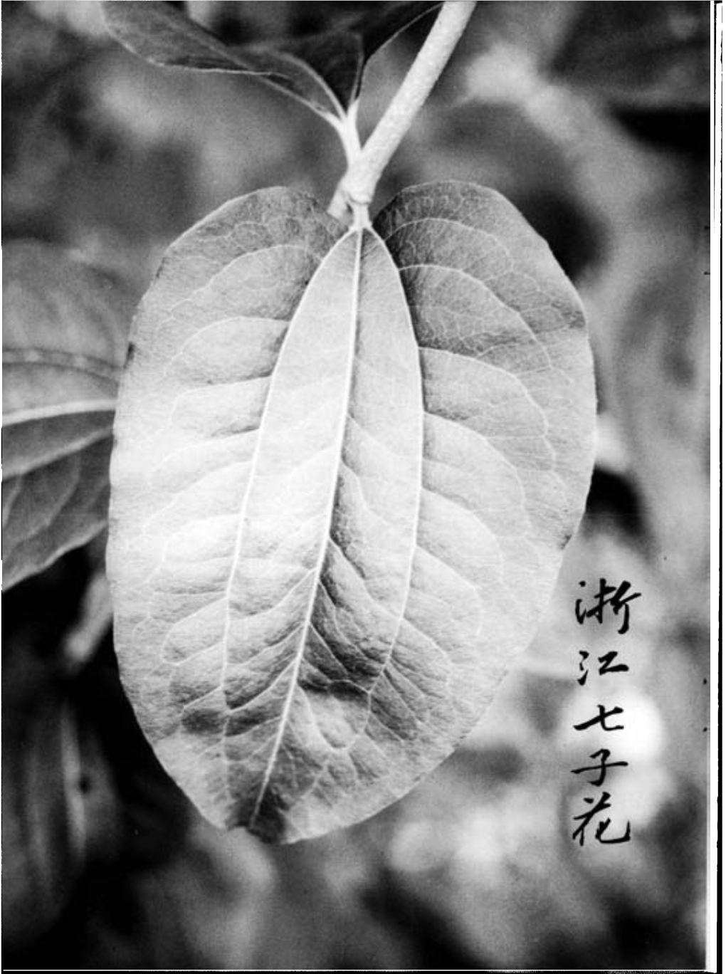 Seven-Son Flower from Zhejiang: Introducing the Versatile Ornamental Shrub Heptacodium Jasminoides Airy Shaw Gary L