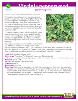 Virginia Pepperweed (Lepidium Virginicum)