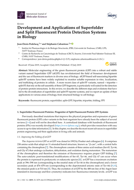 Development and Applications of Superfolder and Split Fluorescent Protein Detection Systems in Biology