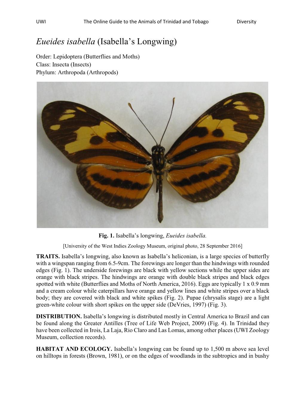 Eueides Isabella (Isabella’S Longwing)