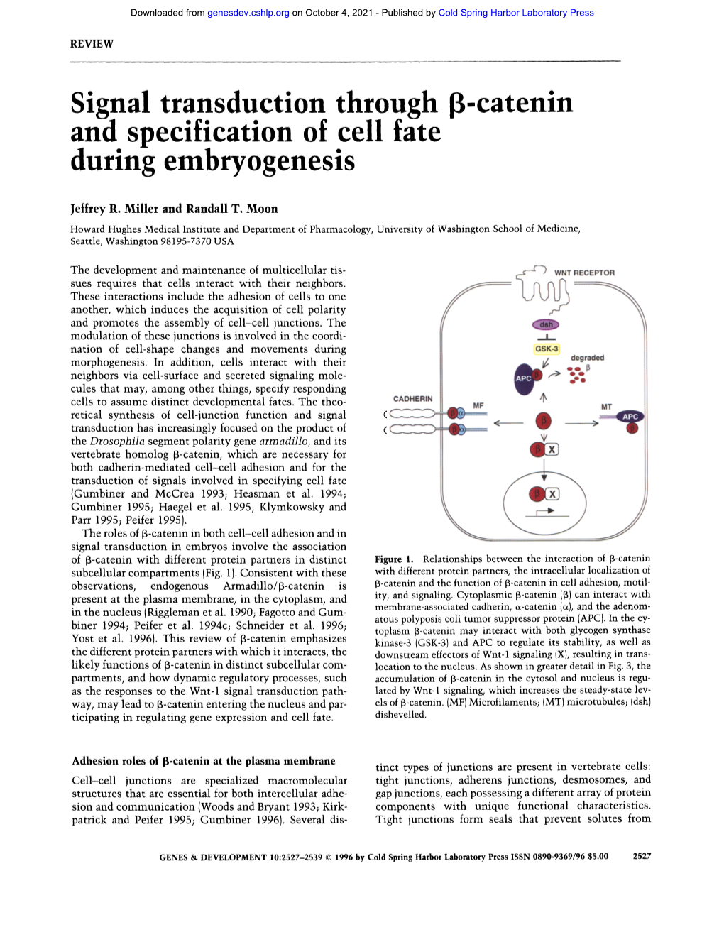 Signal Transducti Through [ -Catenin and Speclflcatlon°O Cell Fate During Embryogenesis