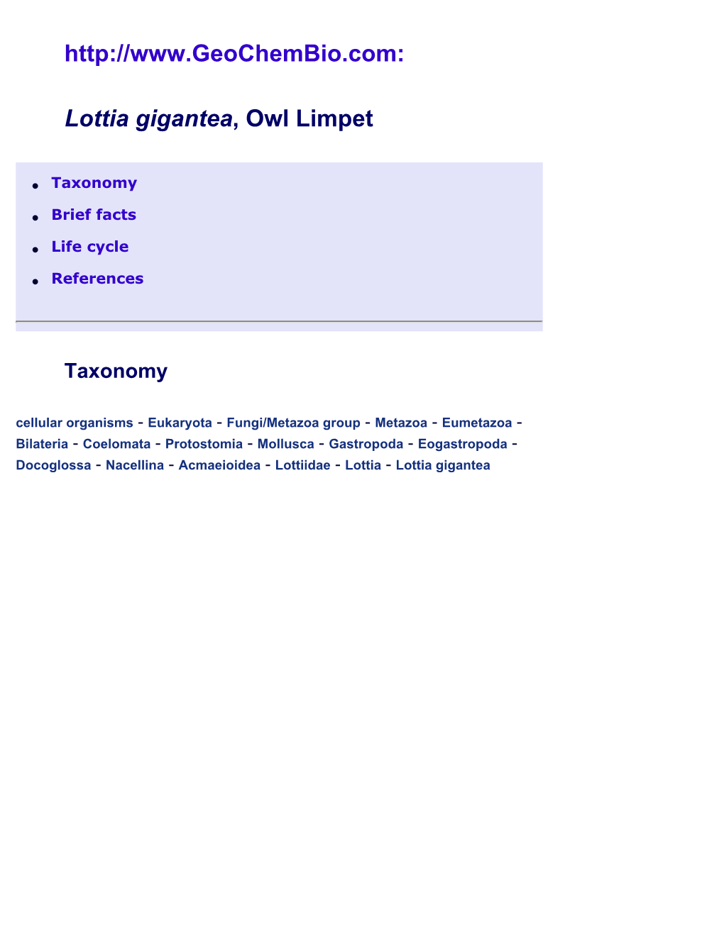 Lottia Gigantea, Owl Limpet