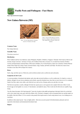 New Guinea Flatworm (385)