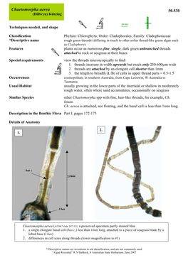 Chaetomorpha Aerea 50.530 (Dillwyn) Kützing