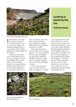 Looking at Plants by the Sea Ruth Baumberg