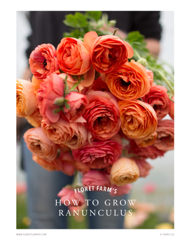 How to Grow Ranunculus
