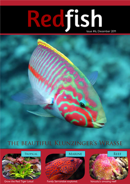 Central American Cichlids Thea Quick Beautiful Guide to the Major Klunzinger’S Groups! Wrasse