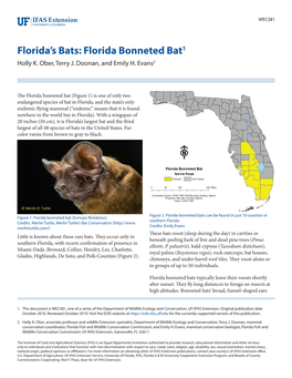 Florida Bonneted Bat1 Holly K