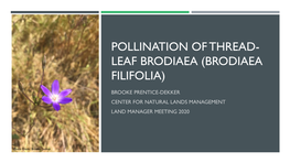Trends and Pollination of Thread-Leaf Brodiaea (Brodiaea Filifolia)