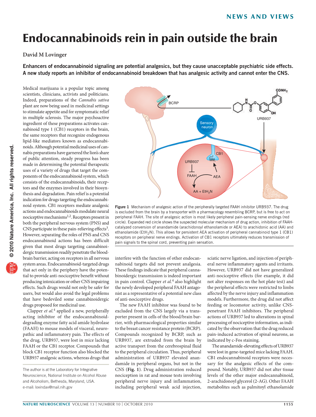 Endocannabinoids Rein in Pain Outside the Brain