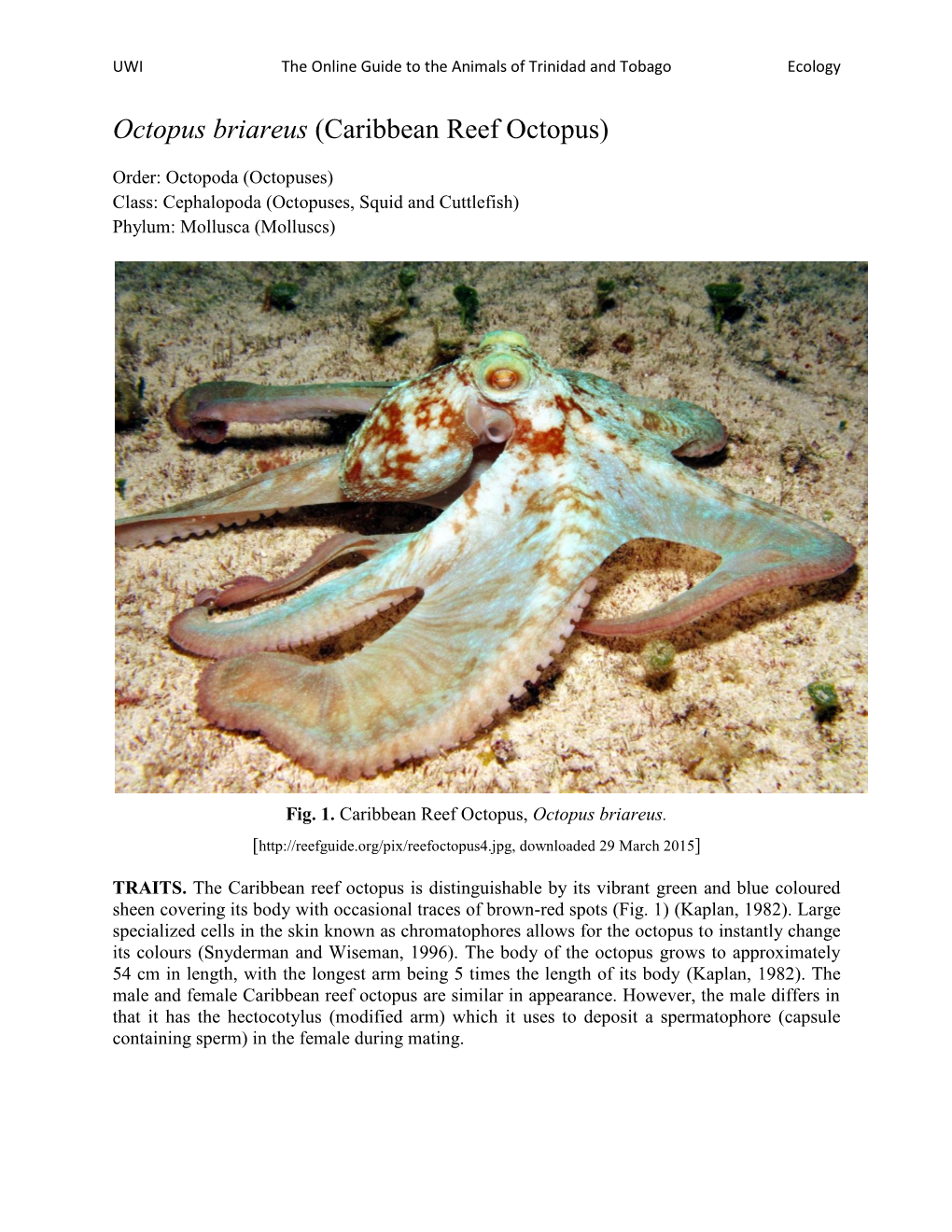 Caribbean Reef Octopus)