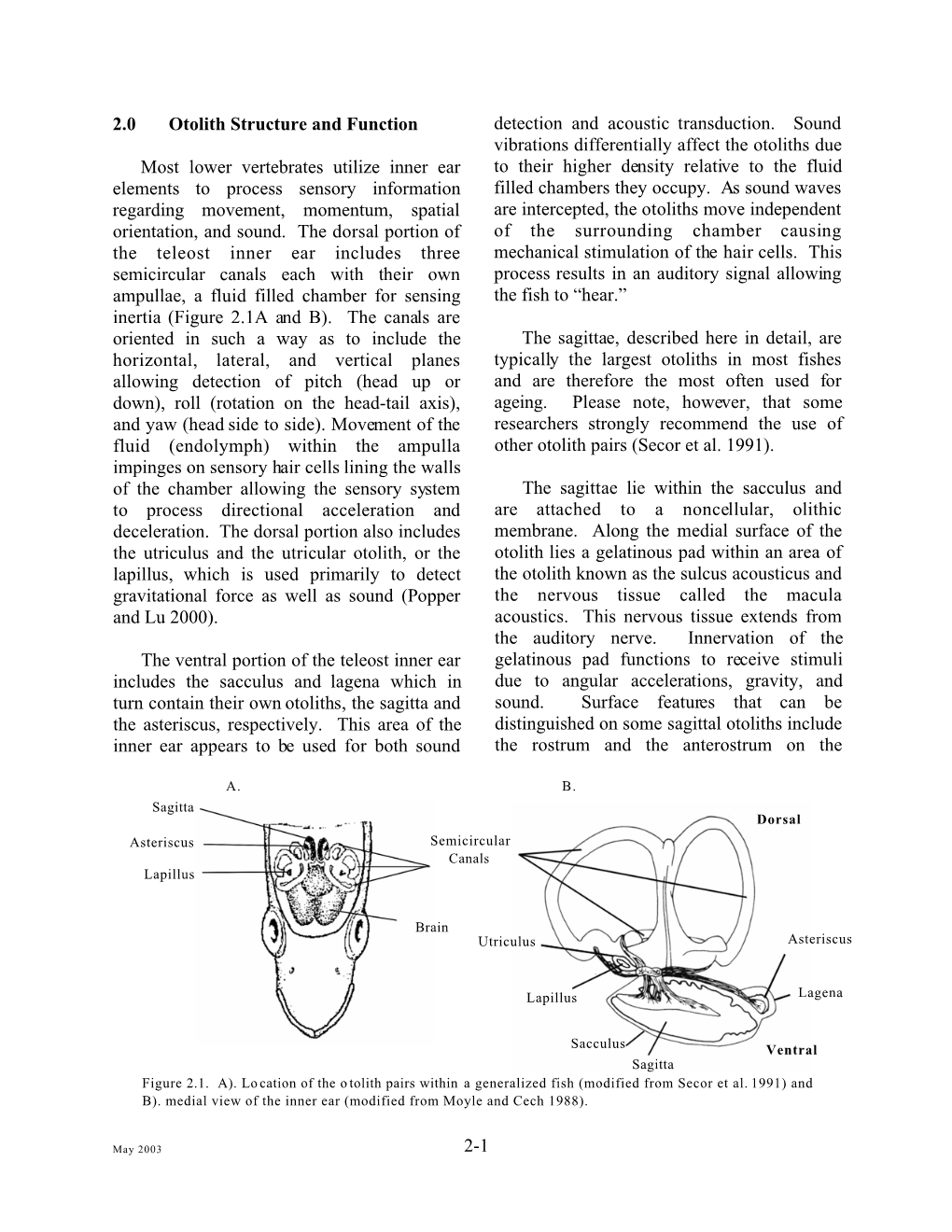 2-1 2.0 Otolith Structure and Function Most Lower Vertebrates Utilize Inner