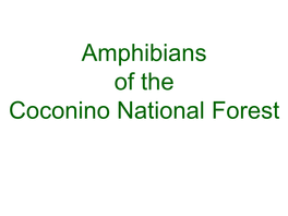 Amphibians of the Coconino National Forest