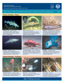 Marine Species Identification Guide for the Portland and the Frank A